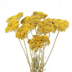 Achilea natural
