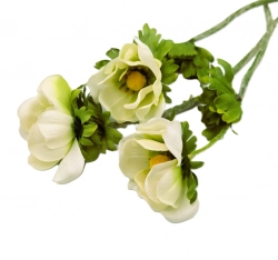 Anemonka barevná