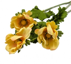 Anemonka barevná