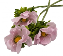 Anemonka barevná