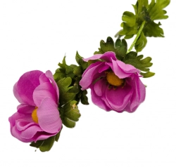 Anemonka barevná