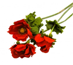 Anemonka barevná