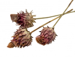 Cardonni artichoke medium natural