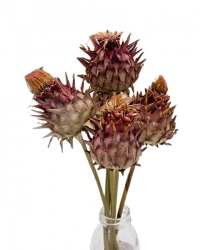 Cardonni artichoke medium natural