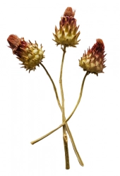 Cardonni artichoke medium natural