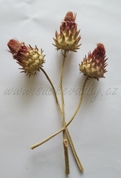 Cardonni artichoke medium natural