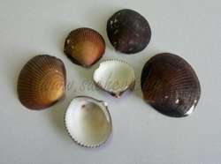 Brown cockle