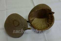 Budha loose natural