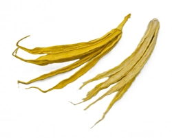 Lady fingers barvené