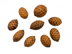 Cane fruit natural 10ks