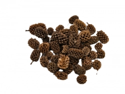 Casurina loose natural 10ks