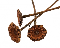 Coronata single medium natural
