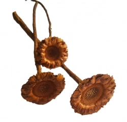 Coronata single medium natural