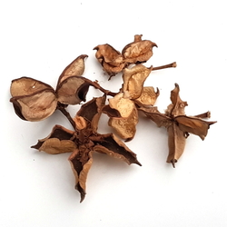 Cotton flower natural 5ks