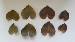 Curacao leaves natural