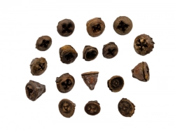 Eucalyptus button loose natural 10ks