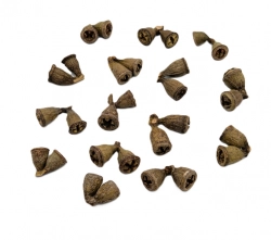 Eucalyptus conical dvojice natural 10ks