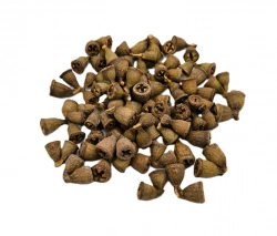 Eucalyptus conical dvojice natural 10ks