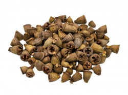 Eucalyptus conical loose natural jednotlivé 10ks