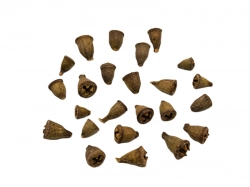 Eucalyptus conical loose natural jednotlivé 10ks