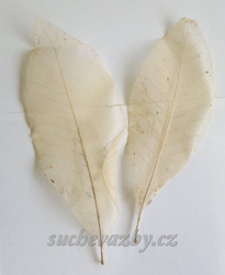 Long leaves skelet natural