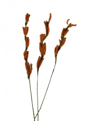 Makaralina barevná