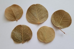 Moneta leaves natural