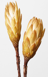 Protea repens 