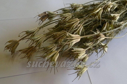 Nigela orientalis natural