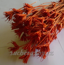 Nigela orientalis barvená