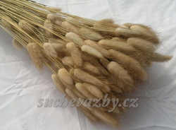 Lagurus natural (zaječí ocásky)
