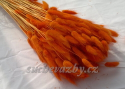 Lagurus barvený (zaječí ocásky)