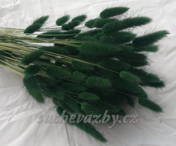 Lagurus barvený (zaječí ocásky)