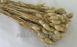 Phalaris natural