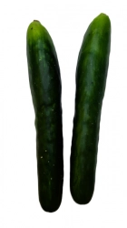 Okurka umělá 24cm