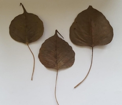Peepul leaves natural