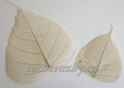 Peepul skelet natural
