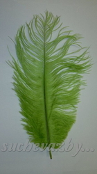 Pštrosí peří 30-35cm