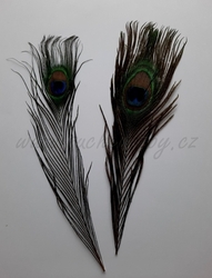 Paví peří 28-30cm