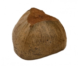 Půlka kokosu přírodní 