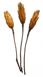 Protea repens 