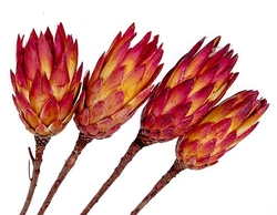 Protea repens 