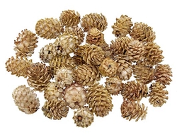 Salignum loose natural