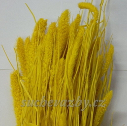 Sateria barvená