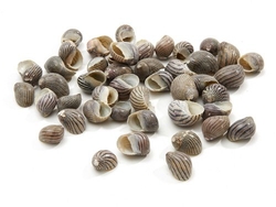 Nerita Communis