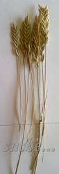 Spiga natural
