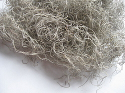 Tilandsie natural 20g