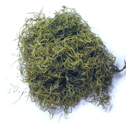 Tilandsie barvená 20g