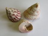 Trochus Maculatus