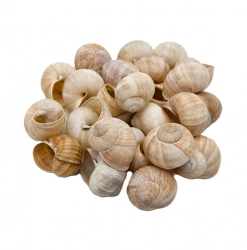 Ulita hlemýžď 3-4cm 10ks